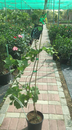Grape Vine Potted Plant - Vitis Vinifera