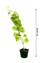 Grape Vine - Vitis Vinifera - Plantsworld.ae