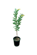 Guava Tree – Psidium Guajava