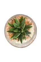 Buy Dwarf Aloe Online - Haworthia Minima
