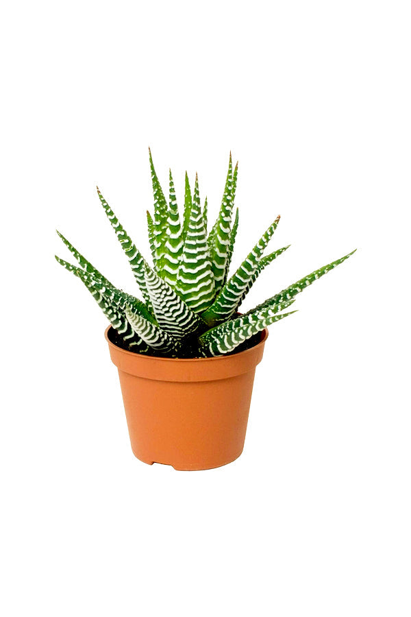 Haworthia Fasciata - Zebra Haworthia