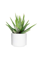 Haworthia Fasciata - Zebra Haworthia