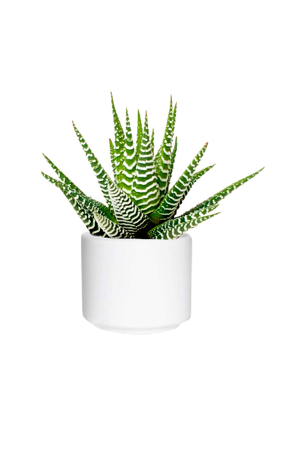 Haworthia Fasciata - Zebra Haworthia