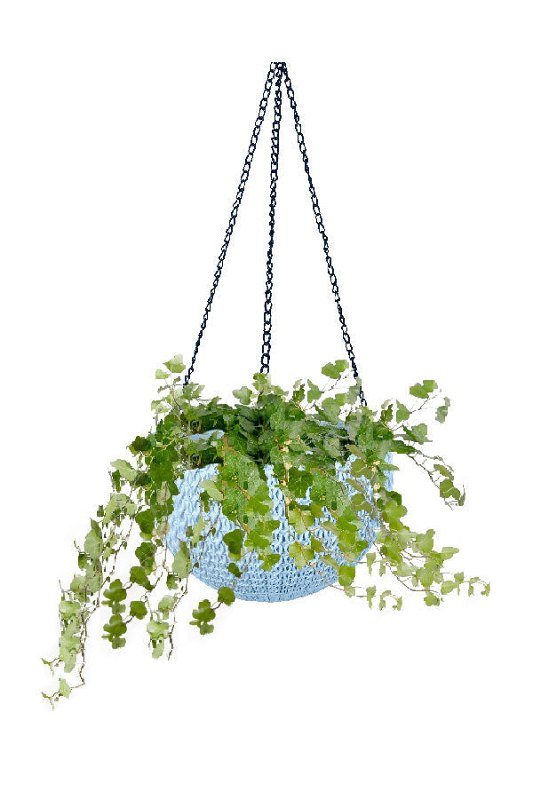 English Ivy - Hedera Helix