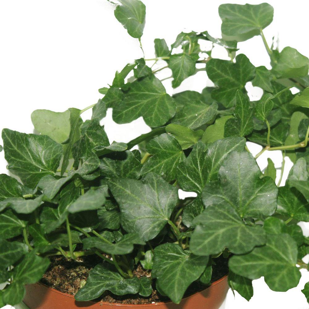 English Ivy - Hedera Helix