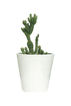 Hedgehog Cactus Potted Plant - Echinocereus - Outdoor Plant
