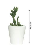 Hedgehog Cactus Potted Plant - Echinocereus - Outdoor Plant