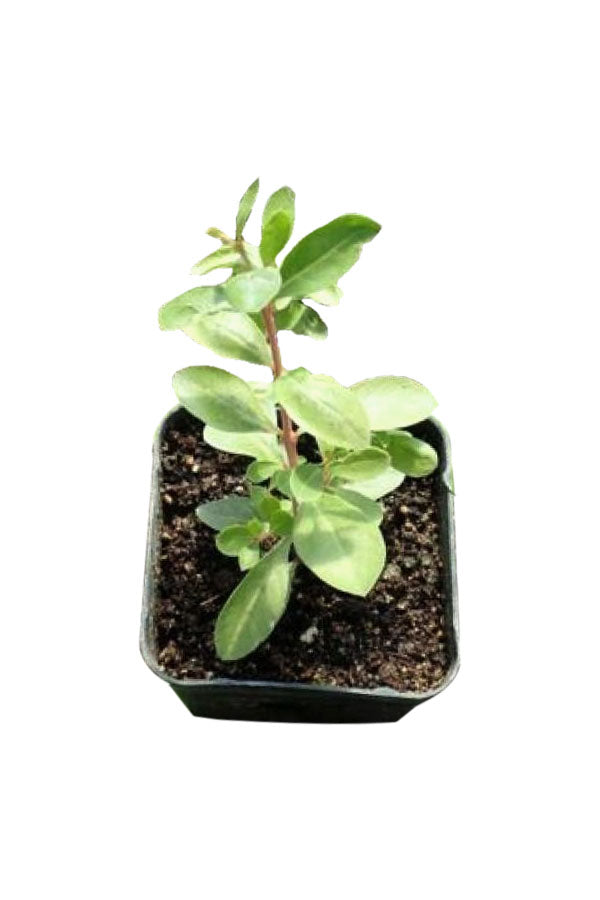 Lawsonia Inermis - Henna