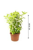 Buy Holy Basil Tulasi Online - Ocimum Tenuiflorum