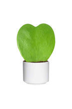 Buy Hoya Kerrii Online - Valentine Plants