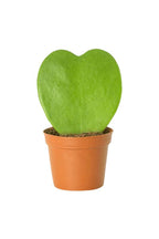 Buy Hoya Kerrii Online - Valentine Plants