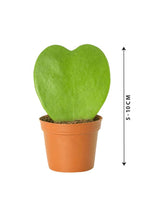 Hoya Kerrii - Valentine Plants - Plantsworld.ae