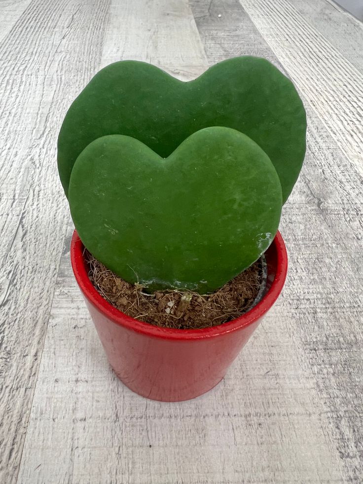 Hoya Kerrii – Sweetheart Plant with Two Hearts