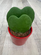 Hoya Kerrii – Sweetheart Plant with Two Hearts
