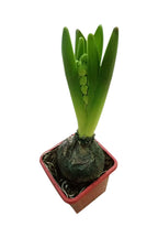Hyacinth – Hyacinthus Bulb - Oxalis Tetraphylla