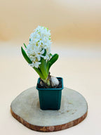 Hyacinth – Hyacinthus Bulb - Oxalis Tetraphylla