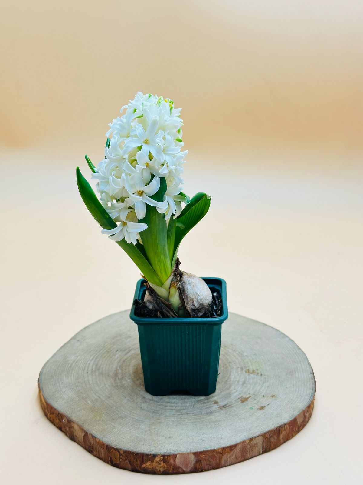Hyacinth – Hyacinthus Bulb - Oxalis Tetraphylla