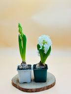 Hyacinth – Hyacinthus Bulb - Oxalis Tetraphylla