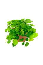 India Pennywort -Centella asiatica - Indoor Plant