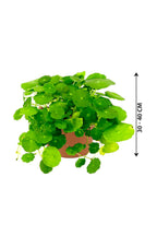 India Pennywort -Centella asiatica - Plantsworld.ae