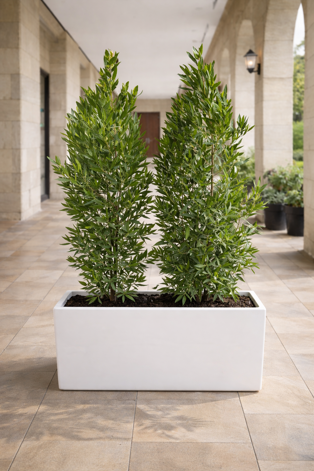 Damas Plant Duo in White Rectangular Planter (160–170cm)