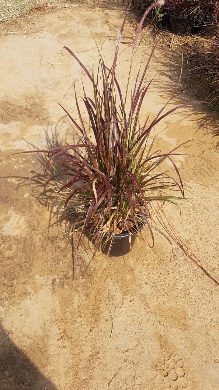 Red Fountain Grass (Pennisetum setaceum 'Rubrum')