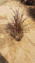 Red Fountain Grass (Pennisetum setaceum 'Rubrum')