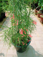 Buy Firecracker Plant Online - Russelia Equisetiformis