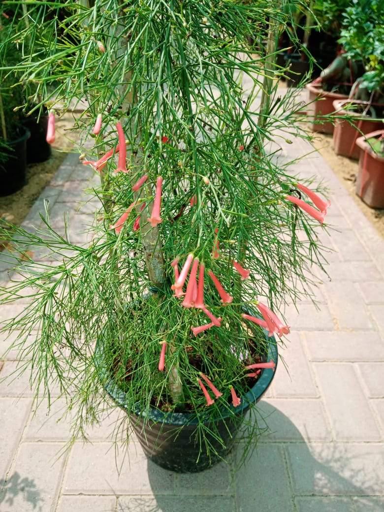 Buy Firecracker Plant Online - Russelia Equisetiformis