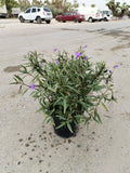 Ruellia ciliosa – Vibrant Flowering Perennial