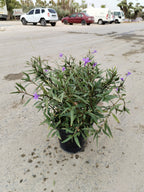 Ruellia ciliosa – Vibrant Flowering Perennial