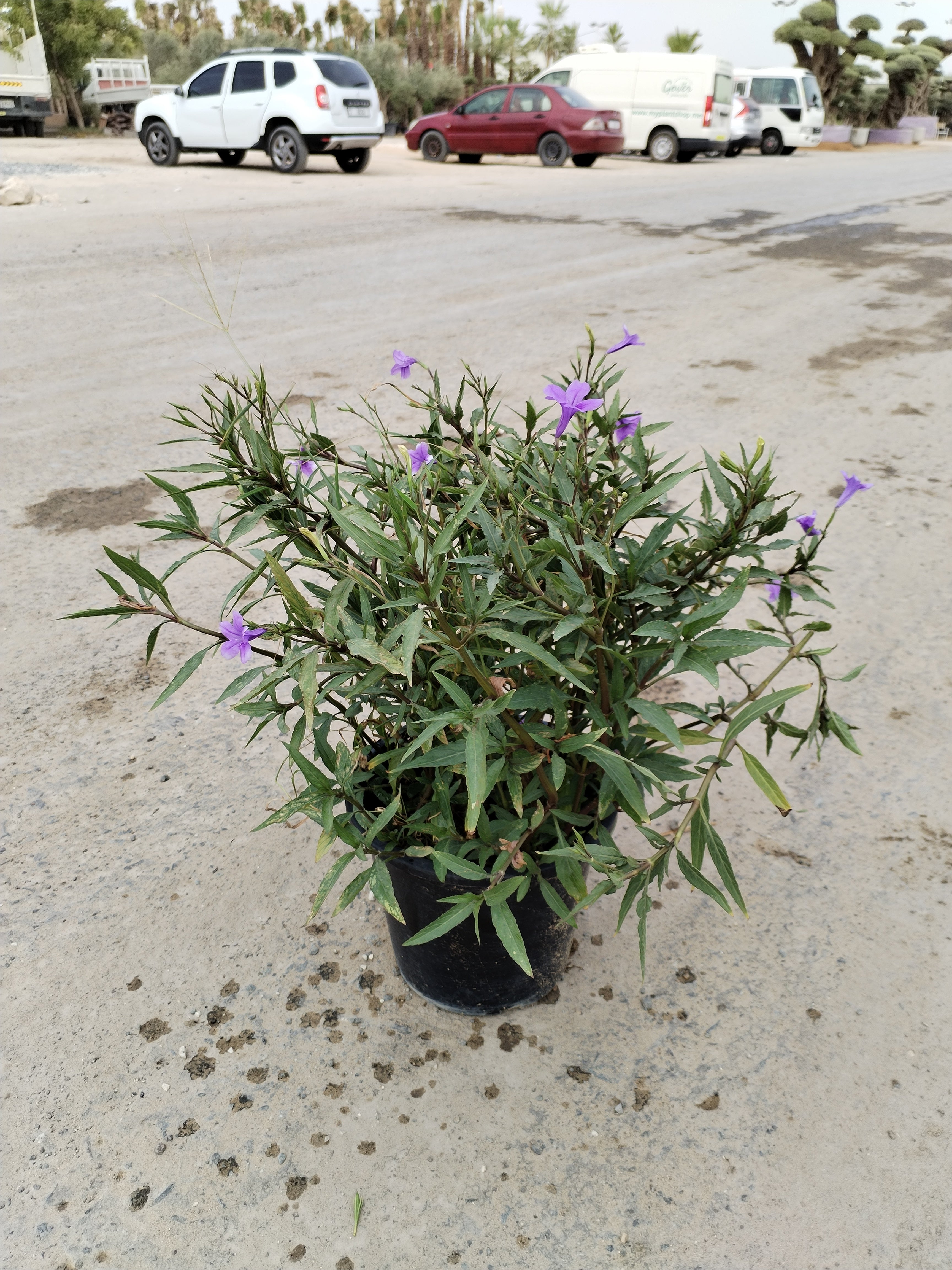 Ruellia ciliosa – Vibrant Flowering Perennial