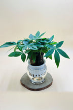 Pachira Small – Mini Money Tree-Water Plants
