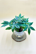 Pachira Small – Mini Money Tree-Water Plants