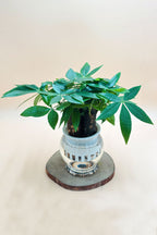 Pachira Small – Mini Money Tree-Water Plants