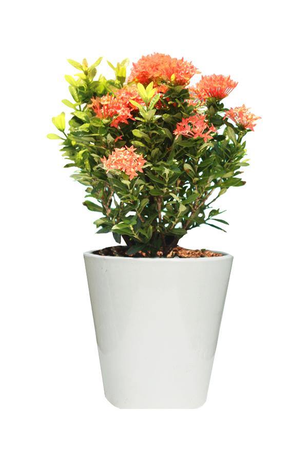 Ixora Potted Plant - Ixora Coccinea