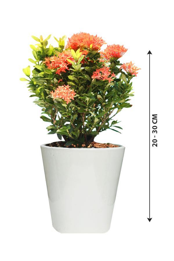 Ixora Potted Plant - Ixora Coccinea