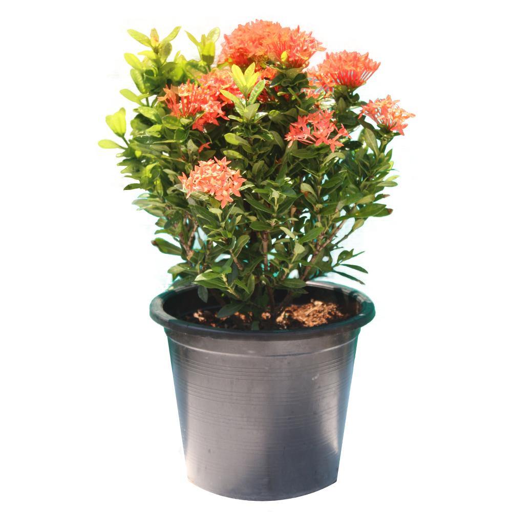 Ixora Potted Plant - Ixora Coccinea