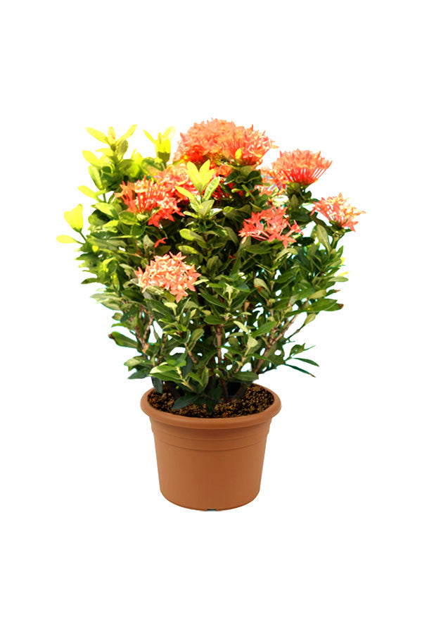 Ixora Potted Plant - Ixora Coccinea