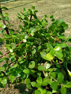 Buy Jade Plant Outdoor Online - Crassula Ovata