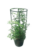 Star Jasmine (Jasminum Nitidum)