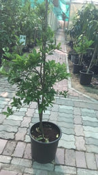 Buy Lime Online - Aurantiifolia