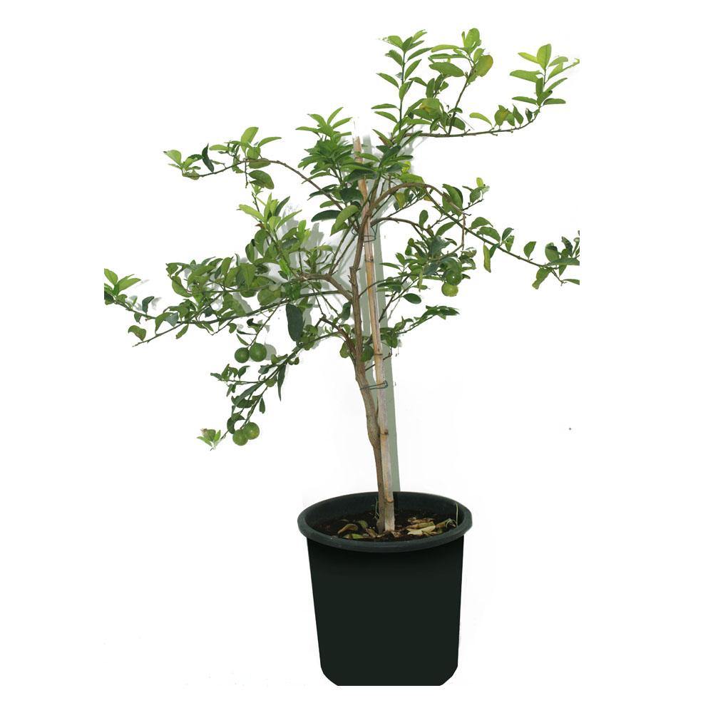 Lemon Tree - Lemon