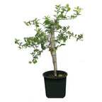 Lemon Tree - Lemon