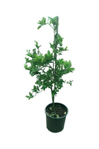 Buy Lime Online - Aurantiifolia