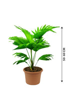 Cabbage Palm - Livistona Australis - Plantsworld.ae