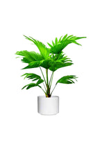 Buy Cabbage Palm Online - Livistona Australis