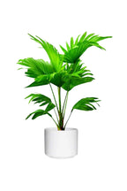 Buy Cabbage Palm Online - Livistona Australis