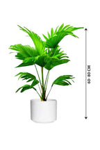 Buy Cabbage Palm Online - Livistona Australis
