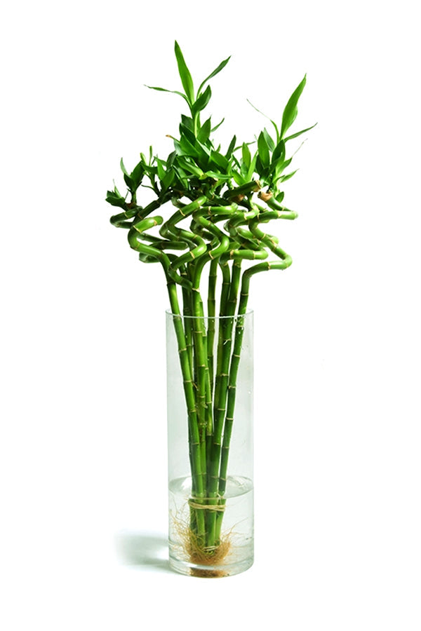 Dracaena Sanderiana - Lucky Bamboo in Glass Vase